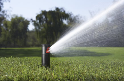 ��ƺ����